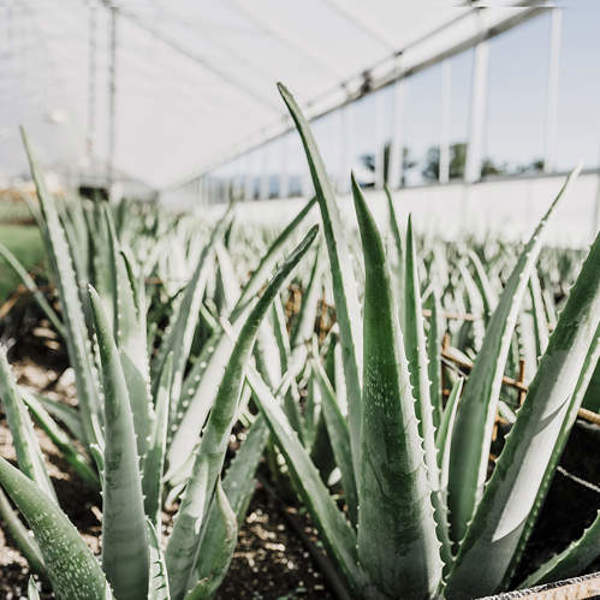 Poldergarten Bodensee Aloe Vera 10